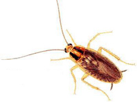 Blatte germanique