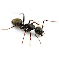 Fourmis Charpentières – Camponotus pennsylvanicus