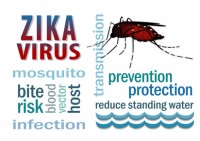 Photos coplaclean du virus zika