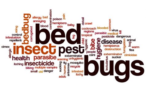 Bed bugs word cloud concept