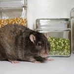 rats bruns dans une cuisine