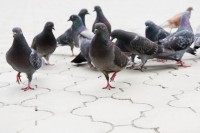 Pigeons dans la rue