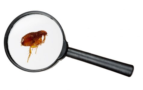 Dog or cat flea under real magnifying glass over white