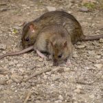 rats bruns dans une cour extérieur