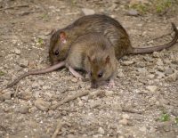 Les rats prolifèrent à Bruxelles