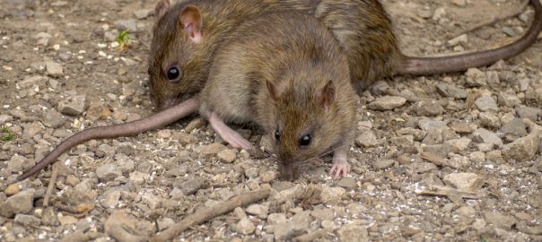 rats bruns dans une cour extérieur