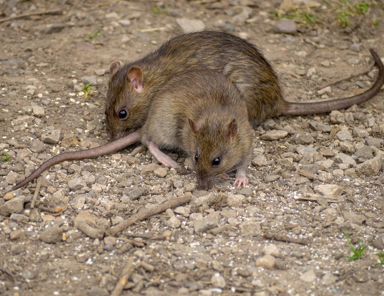 rats bruns dans une cour extérieur