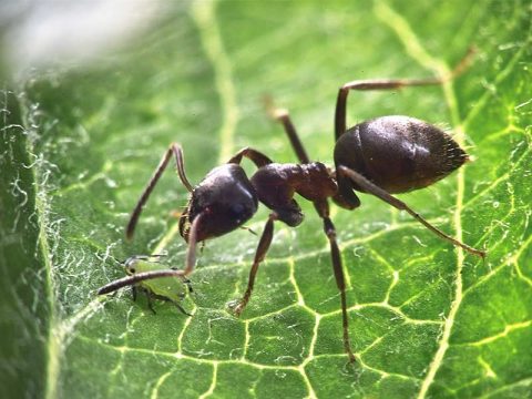 La fourmi de jardin