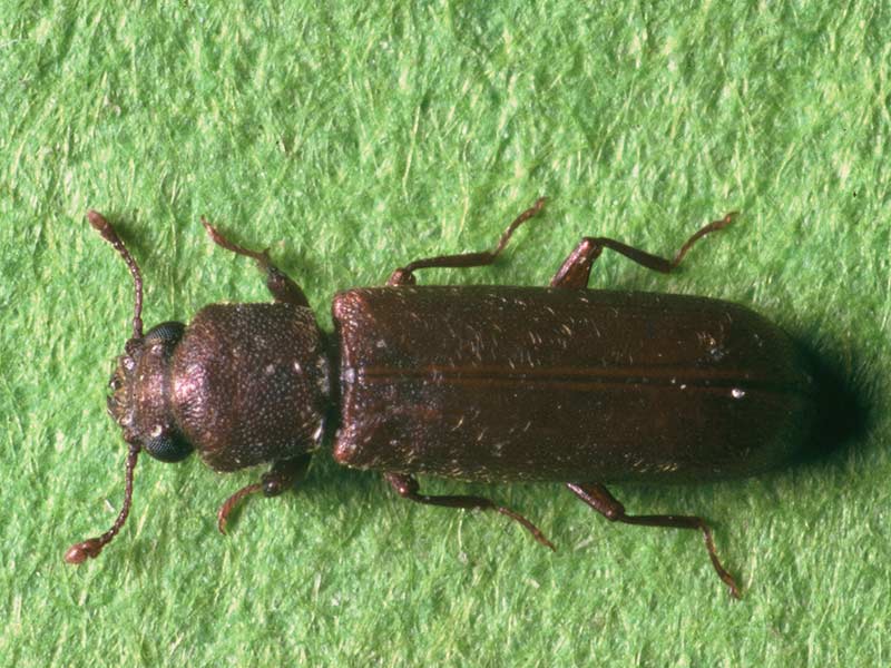 Traitement du bois contre les insectes xylophages