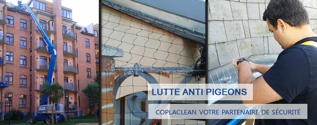 Lutte anti pigeons et nuisibles rampants