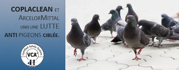Coplaclean et ArcelorMittal unis dans la lutte anti pigeons ciblée