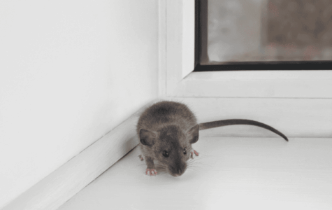 Dératisation en automne