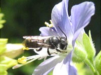 L’abeille solitaire sur la région Bruxelles