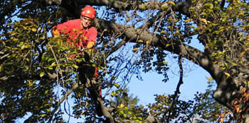 Les interventions sur les grands arbres