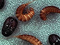 Désinfection insectes du textile - traitement et solutions