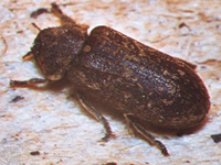 Deathwatch Beetle Xestobium rufovillosum