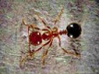 La fourmi de feu – Solenopsis spp