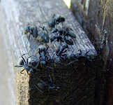 Gérer les problèmes de fourmis