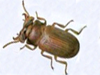 Le gnatocerus cornutus