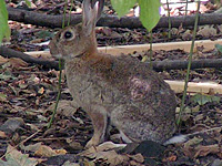 Le lapin européen