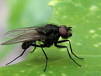 Les mouches problèmes de mouche sur la Belgique