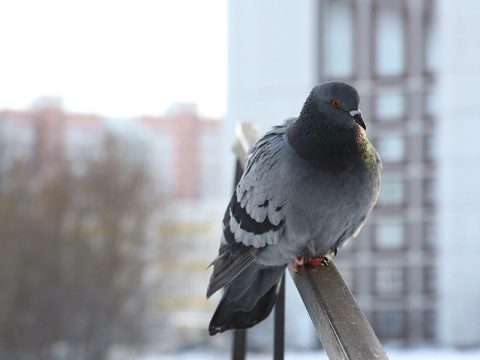 Lutte anti-pigeons