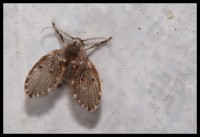 La mouche-papillon psychoda alternata