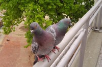 Entreprise de lutte anti-pigeons