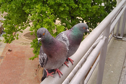 Préventions contre les pigeons