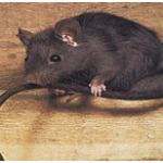 Lutte contre Le rat noir