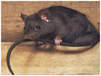 Le rat noir – Rattus rattus