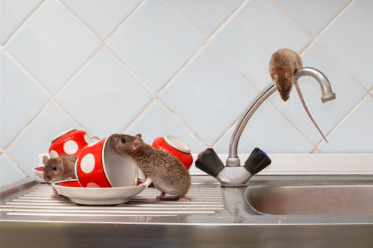 6 conseils pour limiter au maximum les invasions de rats à Bruxelles