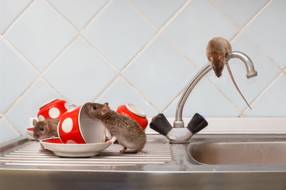 Désinfection rongeurs: Comment lutter et se débarrasser des rats