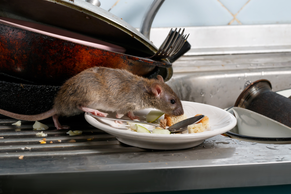Désinfection rongeurs: Comment lutter et se débarrasser des rats et souris?